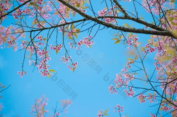 野生的喜玛拉雅的樱桃和蓝色天和云背景