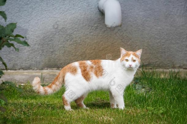 猫.白色的小猫和红色的停止步行在户外.
