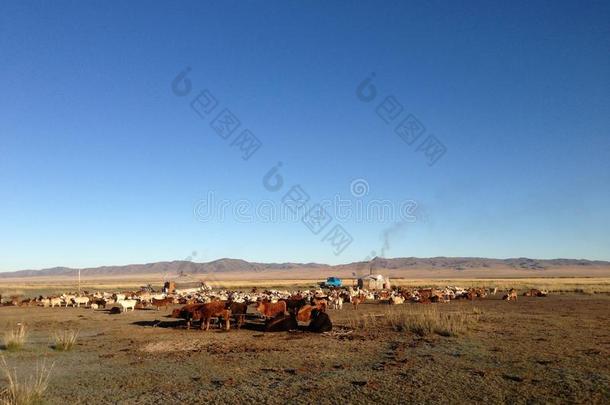 两个传统的蒙古包和家畜