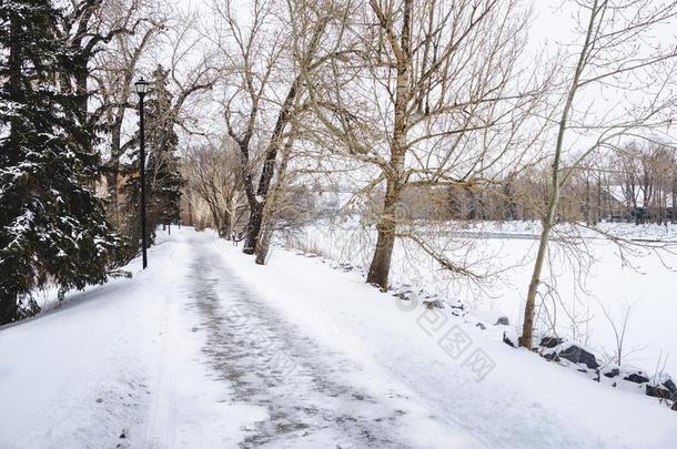 空的雪大量的河边小路有衬里的和无叶的树