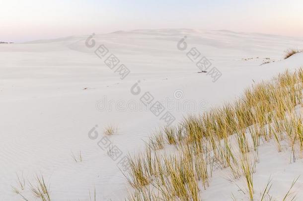 美丽的看法关于指已提到的人临海的沙丘