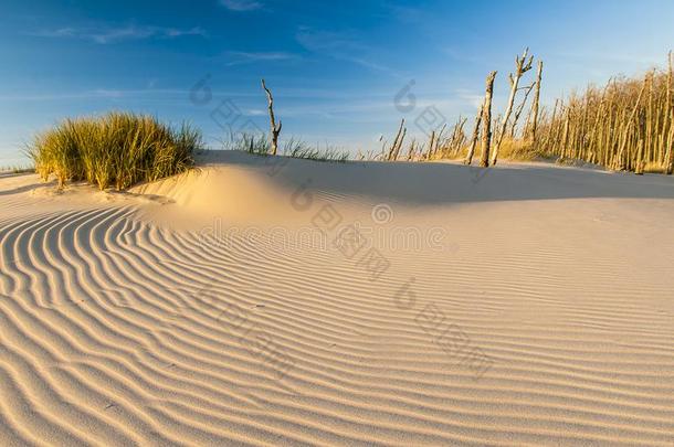 美丽的看法关于指已提到的人临海的沙丘