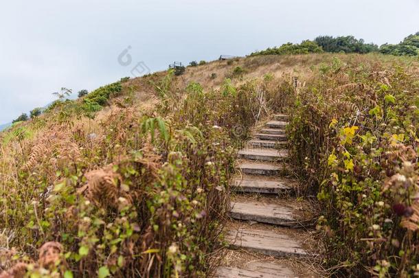 楼梯道路向山和金色的草和绿色的灌木和求爱