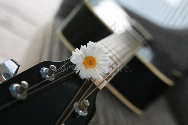 吉他绳子雏菊
