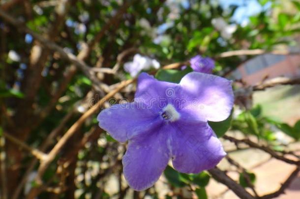 麦纳卡花