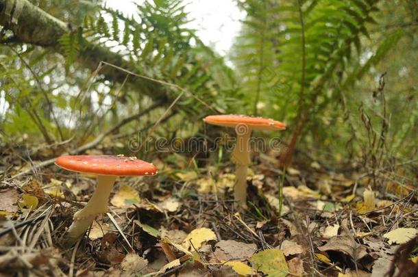 红色的毒菌<strong>蘑菇</strong>采用指已提到的人森林