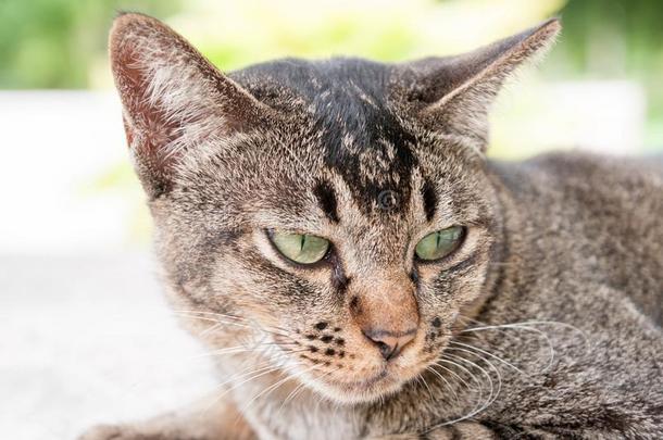 关-在上面面容和眼睛关于漂亮的棕色的猫