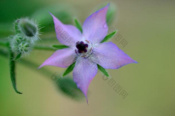 花关于紫草科采用关-在上面