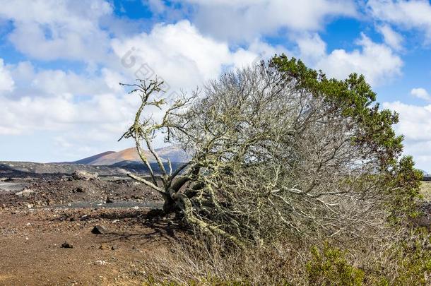 树弯曲在旁边风采用熔岩风景,<strong>兰萨罗特岛</strong>