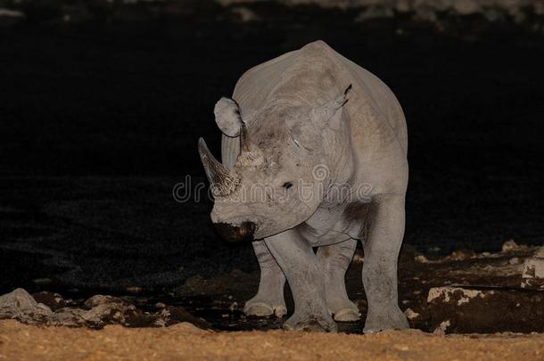黑的犀牛采用指已提到的人夜,<strong>依</strong>多沙<strong>国</strong>家公园,纳米比亚