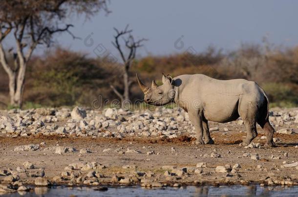 黑的犀牛,<strong>依</strong>多沙<strong>国</strong>家公园,纳米比亚