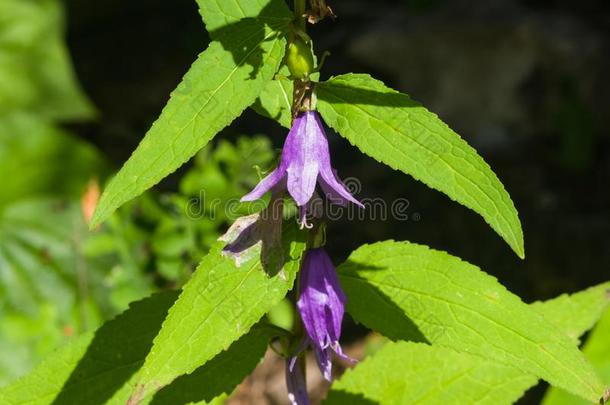 蓝色-紫色的吊钟花,风铃草属植物,花和焦外成像背景