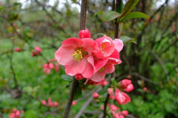 苹果花粉红色的束采用指已提到的人花园