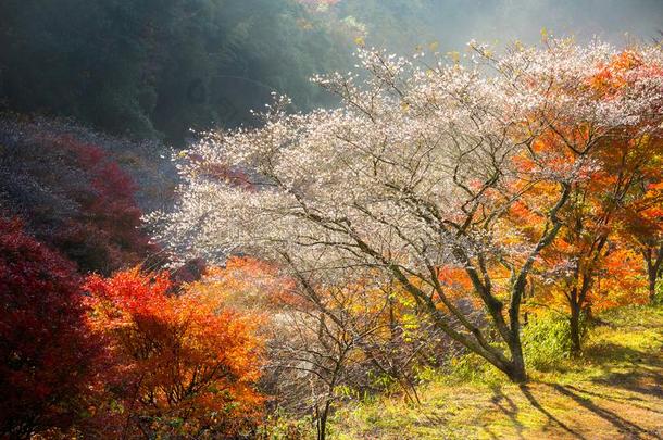 名古屋,或樱花采用秋