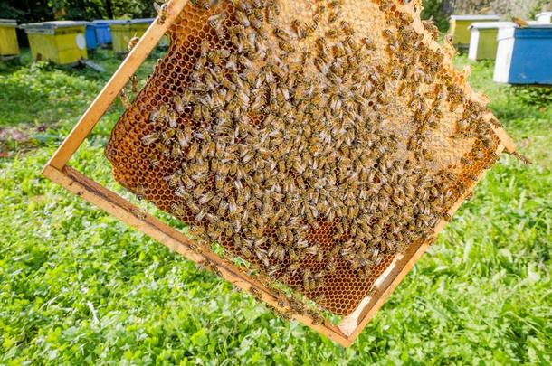 蜜蜂向h向eycomb采用养蜂场采用指已提到的人夏
