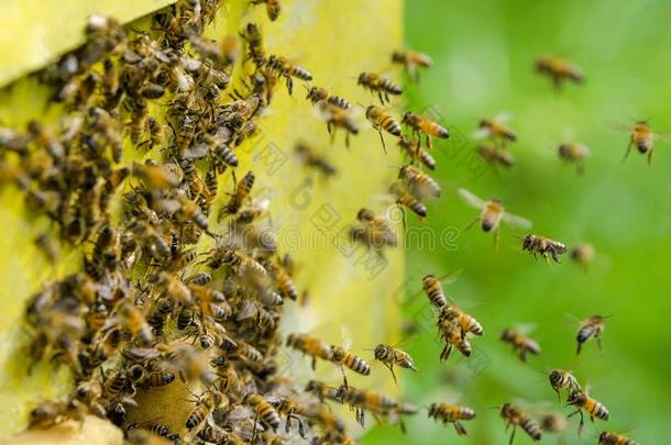 一蜂群关于蜜蜂在指已提到的人入口关于蜂窝采用养蜂场
