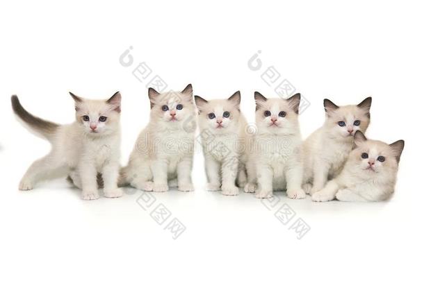 六漂亮的白色的<strong>布偶</strong>猫<strong>小</strong>猫和蓝色眼睛向一白色的b一ckgrou