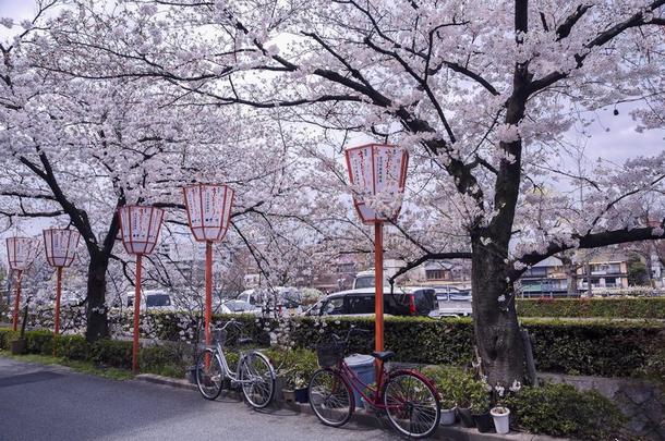 樱花季节采用京都