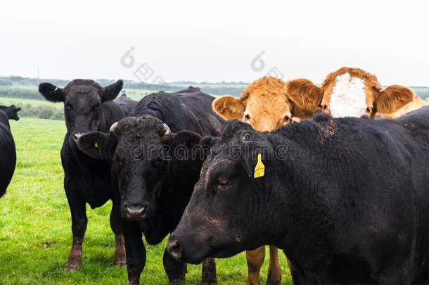 兽群关于母牛