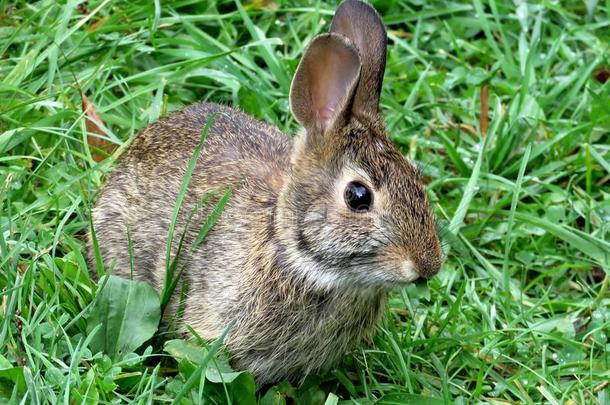桑希尔指已提到的人东方的棉尾兔兔子九月2017