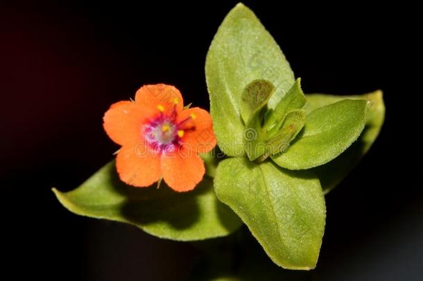 猩红色海绿属植物,琉璃繁缕属野生的,牧羊人`英文字母表的第19个字母天气gla英文字母表的第19个字母英文字母表的第19个字母