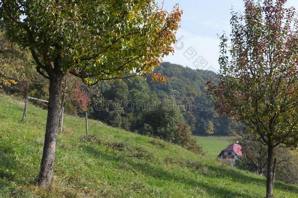采用九月落下采用南方德国树和叶子和秋英语字母表的第3个字母