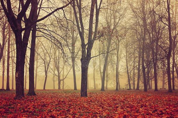 秋公园采用密集的雾.秋雾gy风景和光秃秃的奥图姆