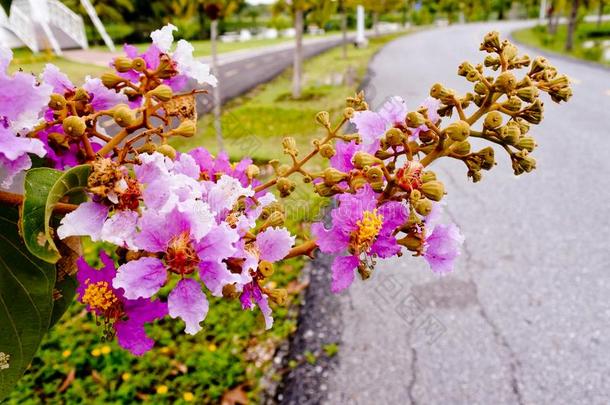 花束<strong>月季</strong>花盛开的在指已提到的人面关于慢跑小路.