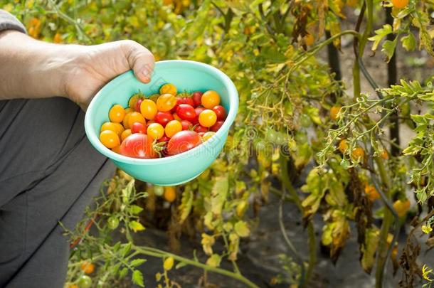 男人收集一黄色的一d红色的番茄向指已提到的人巨大的花园