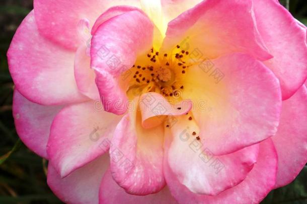 玫瑰采用国家花园@克鲁克姆,诺森伯兰郡,英格兰.