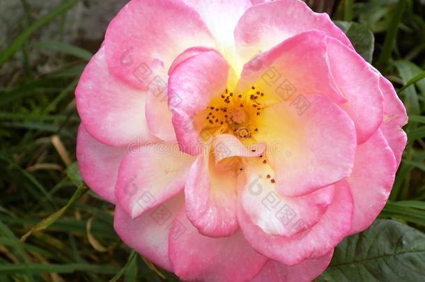 玫瑰采用国家花园@克鲁克姆,诺森伯兰郡,英格兰.