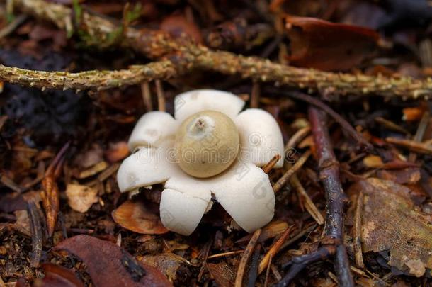 量显地星蘑菇向森林地面落下seas向自然采用详述