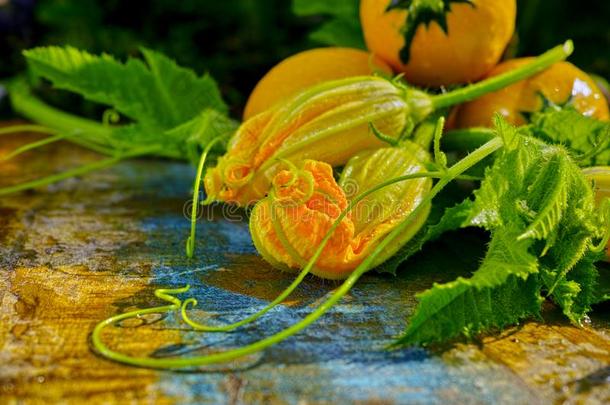 圆形的黄色的夏季产南瓜之一种和夏季产南瓜之一种花,新鲜的采用指已提到的人花园,