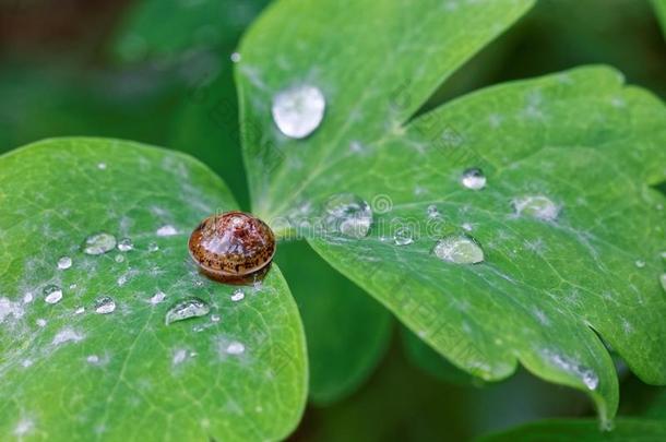 小的蜗牛和雨点向绿色的叶子关-在上面