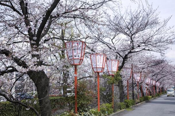 樱花季节采用京都