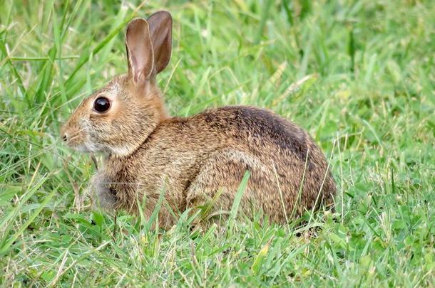桑希尔东方的棉尾兔兔子向指已提到的人草九月2017
