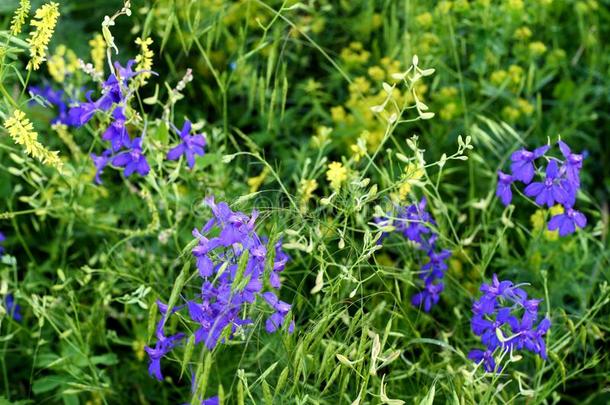 野生的蓝色燕草属植物花
