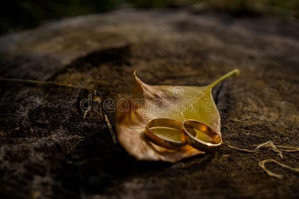 金婚礼戒指和黄色的浪漫的秋树叶.婚礼采用