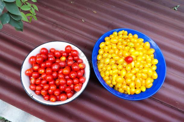 小的红色的和黄色的番茄采用指已提到的人盘.年幼的番茄采用一