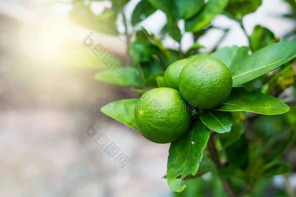 绿色的酸<strong>橙树</strong>有酸味的柠檬采用指已提到的人花园.