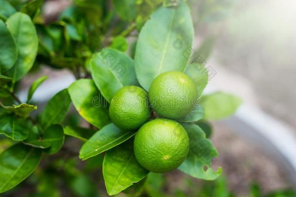 绿色的酸<strong>橙树</strong>有酸味的柠檬采用指已提到的人花园.