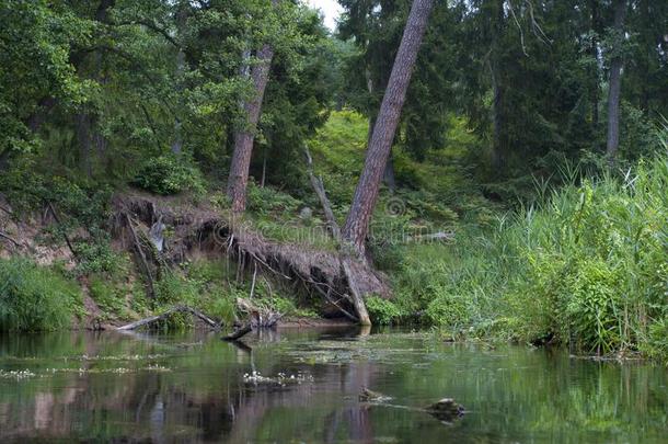 树跌倒了采用指已提到的人小的河