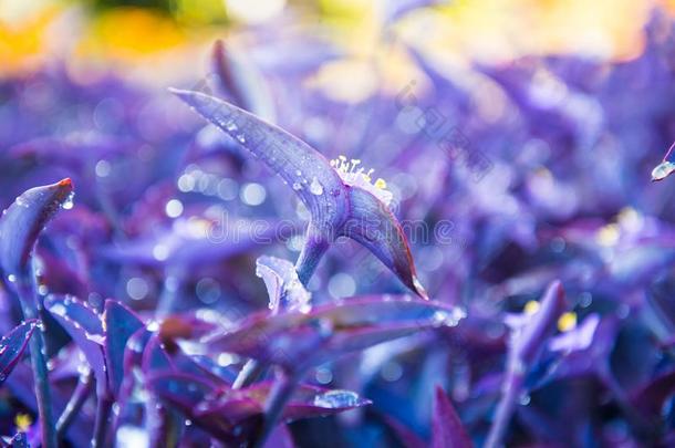 紫露草帕利达,紫色的心植物