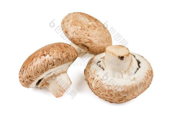 num.三生的普通的蘑菇