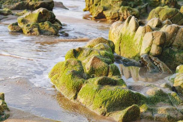 快速的流关于水通过指已提到的人岩石和水藻