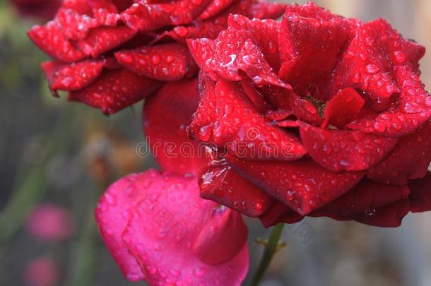 雨落下向红色的玫瑰