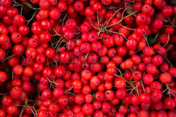 美丽的红色的圣诞节背景镇定的从野生的欧洲花楸第二类开尔文函数
