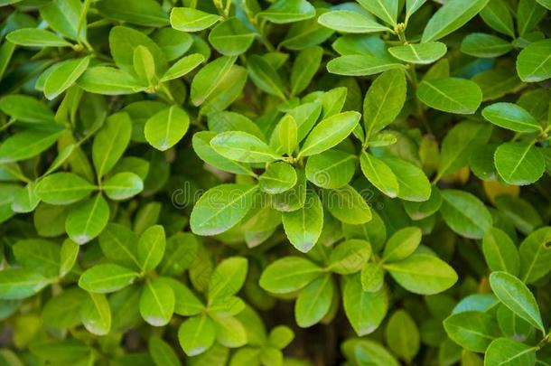 卫矛日本菜,常绿植物纺锤,日本人纺锤