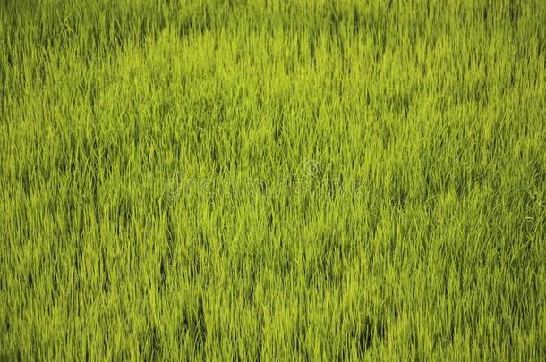 绿色的稻田,碎片