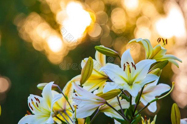 白色的黄色的百合花在日落采用指已提到的人花园